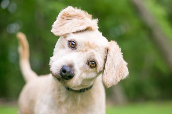 Psi naginju glavu kad im govorimo