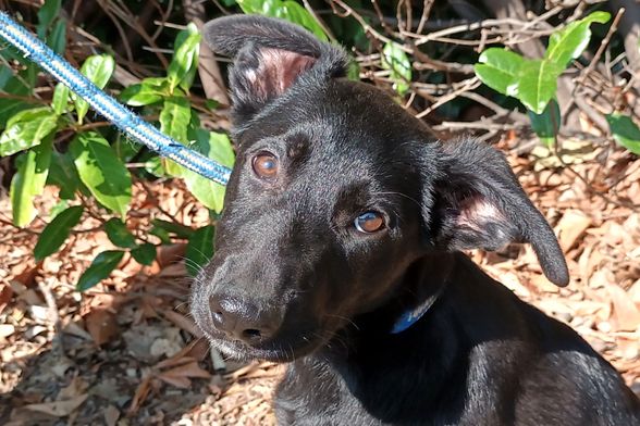 Večernje udomljavanje pasa i mačaka u Dumovcu - 3