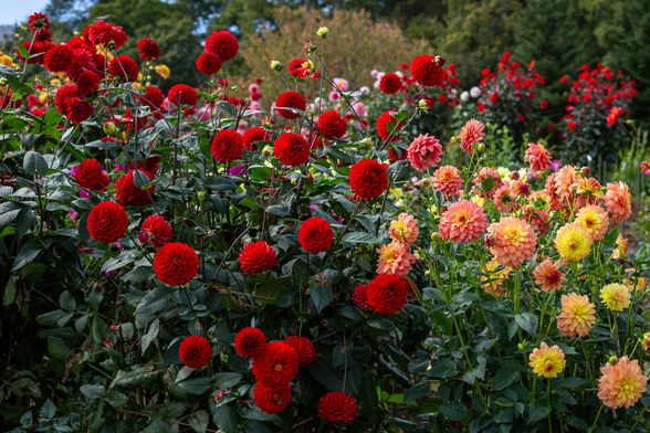 Dalije su među cvijećem koje vole kasno ljeto