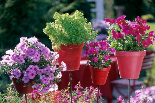 U posudi odgovarajuće veličine biljke će biti sretnije nego ikad