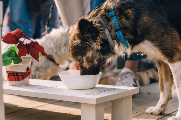 Na otvaranje su svratili mnogi znatiželjni dlakavci