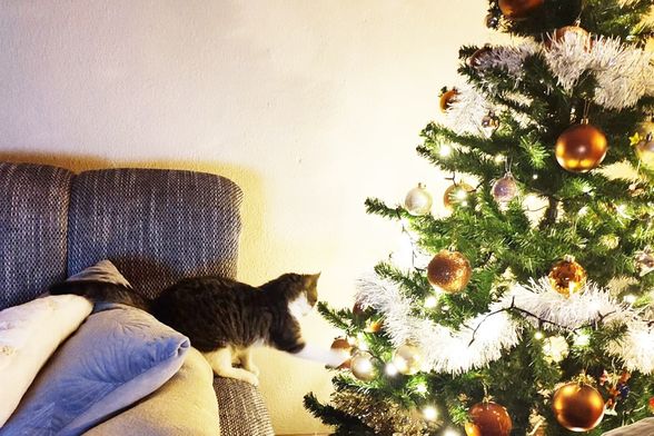 Ima li kakva ptičica u boru?