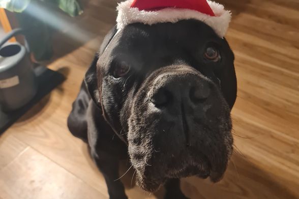 Pas Otto iz Dumovca sretno udomljen nakon pet i pol godina - 4