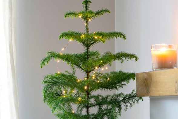 Norfolk bor je tropska biljka koja izgleda poput male verzije božićne jelke