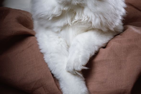 Ragdolli imaju baršunastu poddlaku koja se rijetko petlja, što ih čini idealnima za maženje