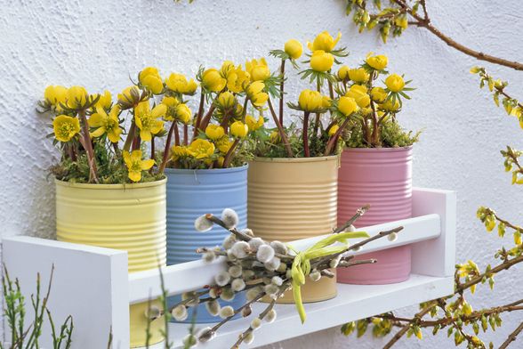 Rana ozimnica je trajnica idealna za romantične vrtove - 6