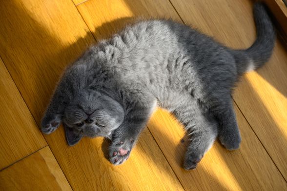 Maca leži na leđima