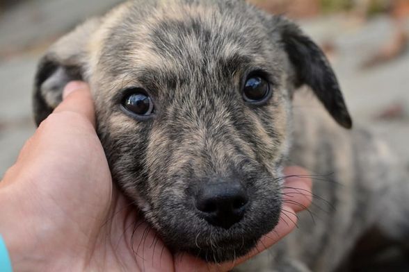 'Mjesto sa 150 srdaca' je akcija u Dumovcu povodom Valentinova - 3