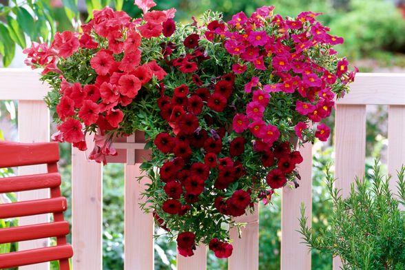 Surfinija će biti zvijezda vašeg balkona