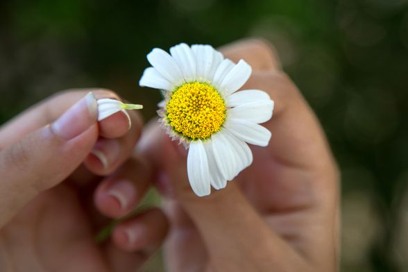 'Voli me, ne voli me'