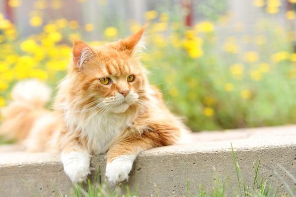 Mačak Finn dugačak je čak 1,3 metra