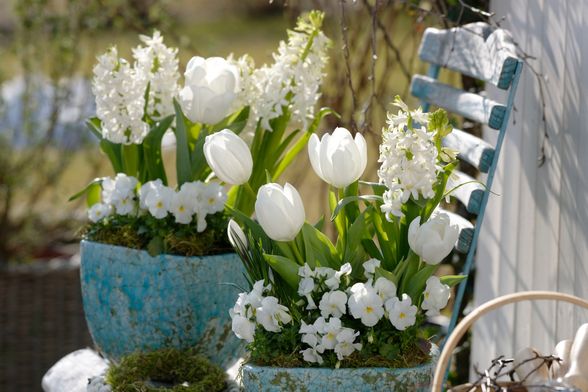 Bijelo cvijeće izgleda posebno elegantno