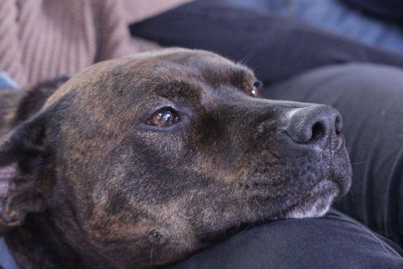 Pas drži glavu u krilu