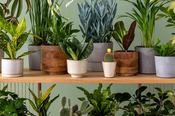 Neke će biljke brzo oživjeti vaš dom