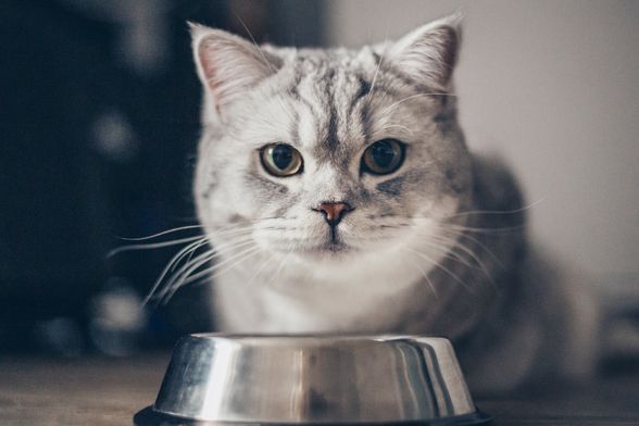 Mačka pored posude s hranom