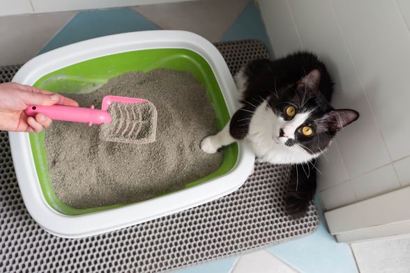 Mačkama nije svejedno gdje stoji njihova posuda s pijeskom