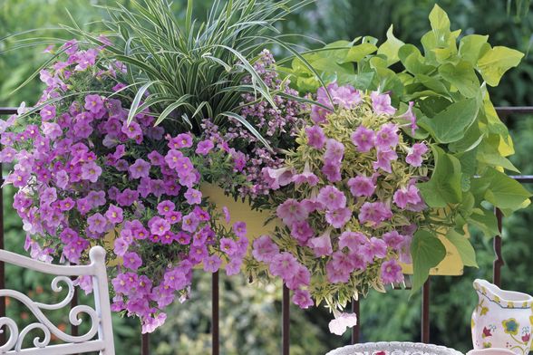 Minijaturne surfinije (milijun zvončića)