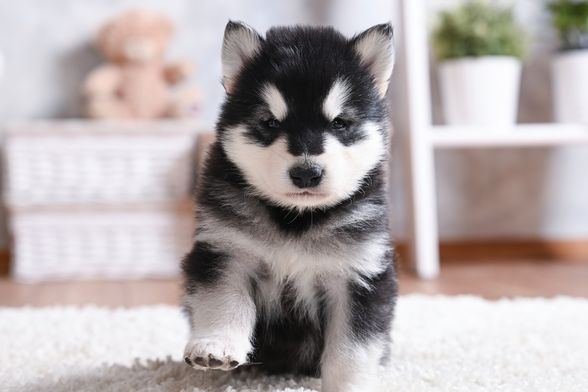 Štene aljaškog malamuta