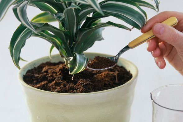 Kava nije dobro rješenje za neke biljke