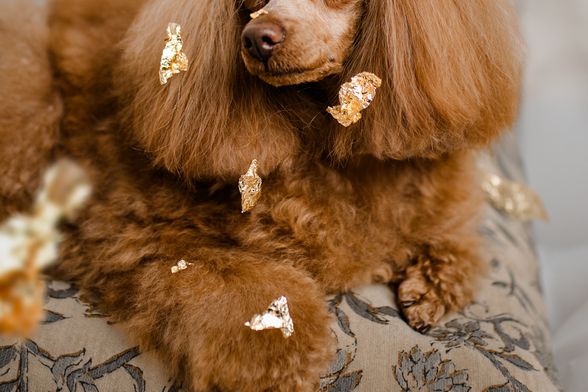 Dubai Luxe tretman jedinstveni je premium spa ritual za pse - 8