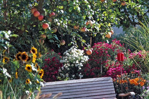 Uz dobre savjete, stablo će biti puno plodova