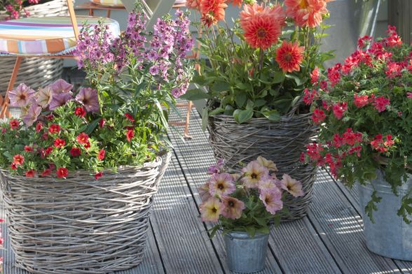 Budite oprezni s iznošenjem cvijeća van