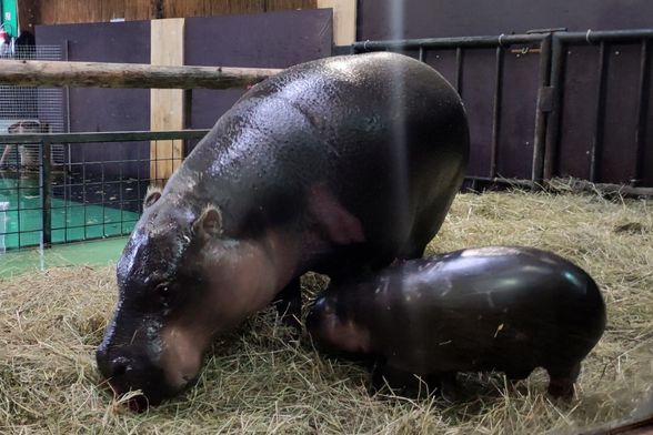 Par zagrebačkih patuljastih vodenkonja Otto i Inola dobili su mladunče koje još nema ime - 3