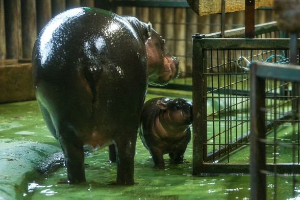 Malena patuljasta vodenkonjica iz zagrebačkog zoo vrta dobila je ime Lotta