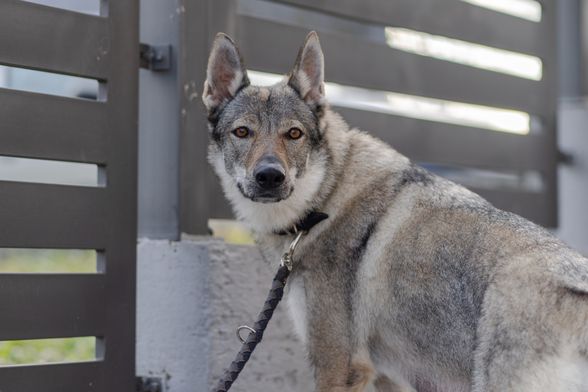 Uzgajivačnica Van Luk Wolf u Velikoj Gorici bavi se uzgojem pasmine čehoslovački vučji pas - 11
