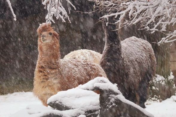 U Zoološkom vrtu Grada Zagrebu do kraja veljače održavat će se Egzotične subote - 5