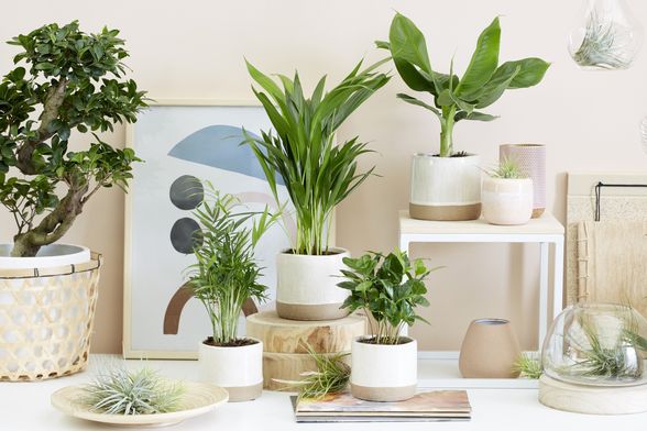 Biljka kave lijepo će se uklopiti u zeleni kutak