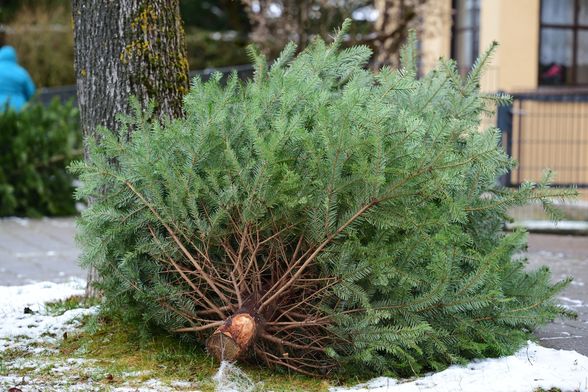 Što s borom nakon blagdana?