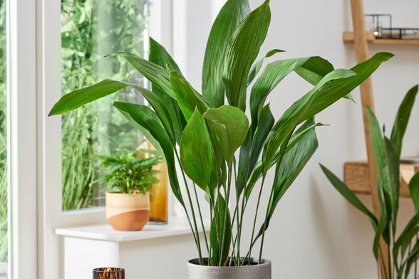 Aspidistra