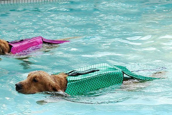 Prsluk koji psa pretvara u sirenu