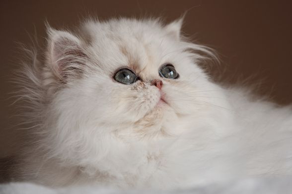 Perzijska mačka jedna je od najstarijih pasmina na svijetu - 3