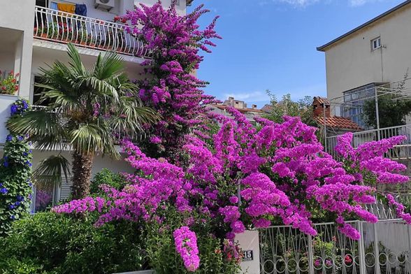 Denis Bojčić iz Splita strastveni je uzgajivač bugenvilija, hibiskusa i ostalog bilja - 3