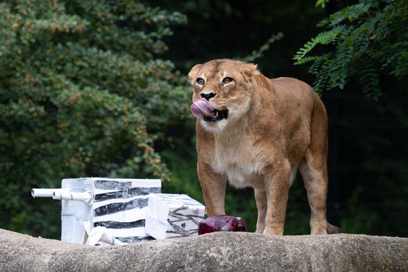 Lavice Ayana i Nyota iz zagrebačkog zoo vrta slave 19. rođendan - 9
