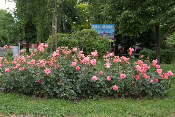 Velika Gorica ima svoju ružu koja krasi nekoliko lokacija u gradu - 10