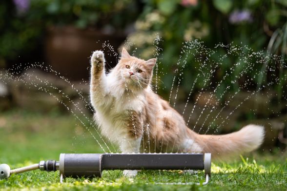 Kako najbrže pomoći vašoj ljubimici kad joj je vruće?