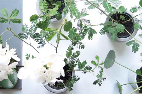 Radionica biljaka O\'bilje