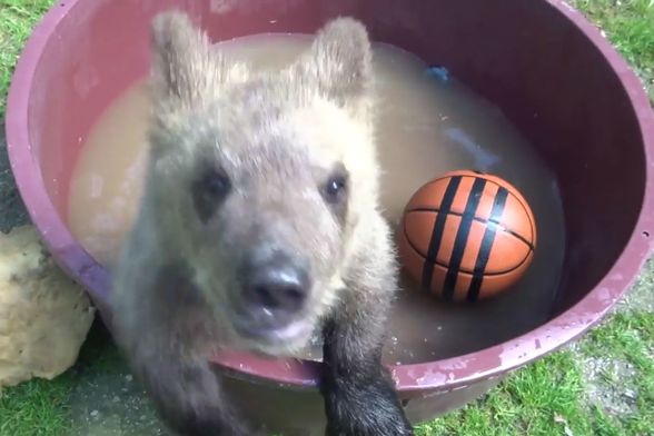 Medvjedić Matija u oporavilištu ZOO vrta u Zagrebu izrasta u velikog gurmana, a tople dane krati kupanjem u bazenčiću - 1