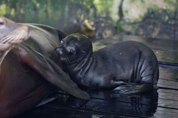 Mladunče kalifornijskog morskog lava i mladunče alpake novi su stanovnici Zoološkog vrta grada Zagreba - 6