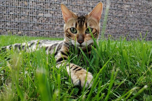 Bengalska mačka zbog svojeg točkastog krzna podsjeća na leoparda - 3