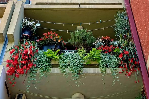 Zagrebački balkon prepun cvijeća zadivljuje prolaznike - 14