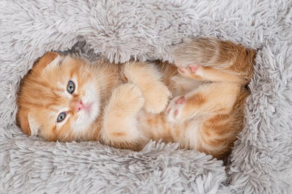 Mačić narančaste boje