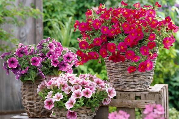Petunije su jedan od omiljenih cvjetova