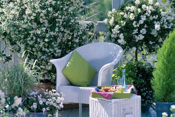 Biljke penjačice bit će vaš saveznik tijekom vrućina