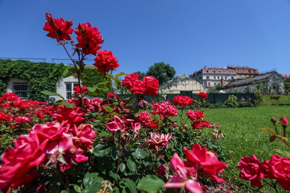 Lipanjska čarolija Botaničkog vrta u Zagrebu - 4