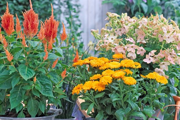 Lipanj je idealan za sadnju nekih vrsta cvijeća