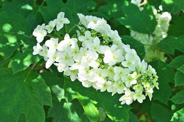 Hrastolisna hortenzija